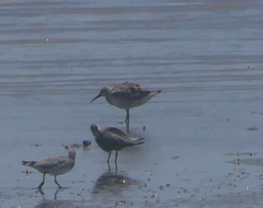 Calidris tenuirostris