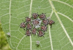 Halyomorpha halys