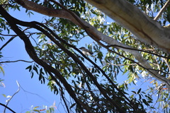 Coracina novaehollandiae