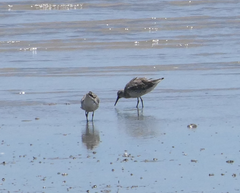 Calidris tenuirostris