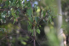 Manorina melanophrys