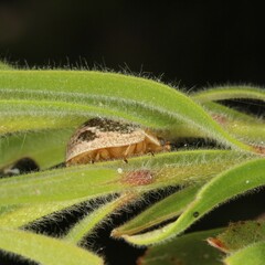 Paropsisterna semifumata