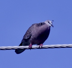 Streptopelia chinensis