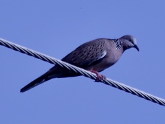 Streptopelia chinensis