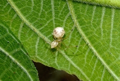 Chrysso lingchuanensis