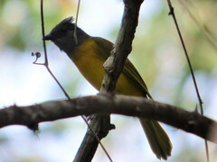 Eucometis penicillata