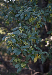 Macropteranthes leichhardtii