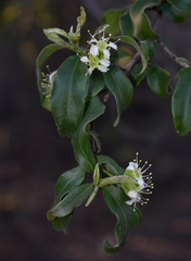Macropteranthes leichhardtii