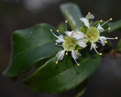 Macropteranthes leichhardtii