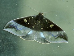 Ischyja manlia