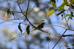 Phylidonyris niger