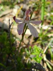 Caladenia fuscata