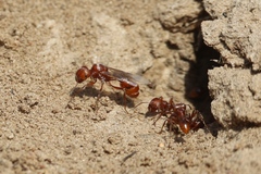 Pogonomyrmex comanche