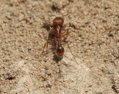 Pogonomyrmex comanche