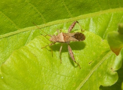 Heegeria tangirica