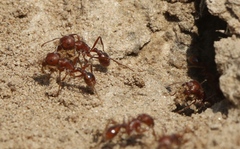 Pogonomyrmex comanche