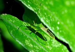 Homoeocerus bipunctatus