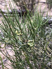 Acacia spinescens