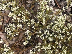 Platysace ericoides