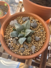 Ariocarpus retusus