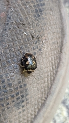 Aspideurus flavescens