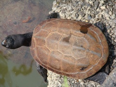 Mauremys reevesii