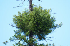 Arceuthobium douglasii