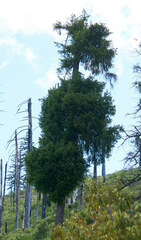 Arceuthobium douglasii