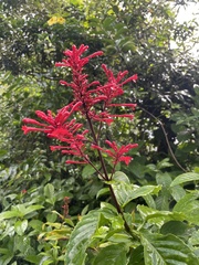 Odontonema cuspidatum