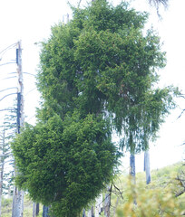 Arceuthobium douglasii
