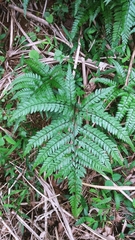 Arachniodes rhomboidea