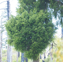Arceuthobium douglasii