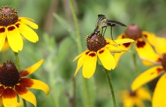 Lepidophora lepidocera