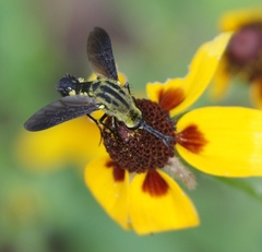 Lepidophora lepidocera