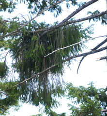 Arceuthobium douglasii