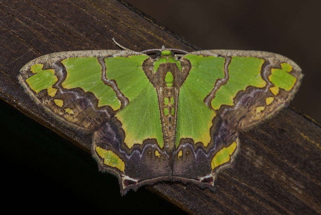 Agathia hemithearia