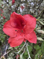Rhododendron simsii