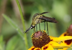 Lepidophora lepidocera