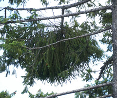 Arceuthobium douglasii