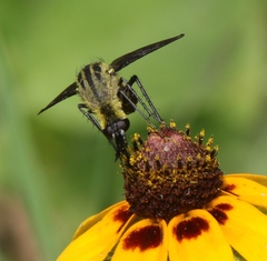 Lepidophora lepidocera
