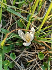 Crocus ochroleucus