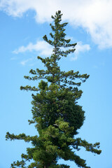Arceuthobium douglasii