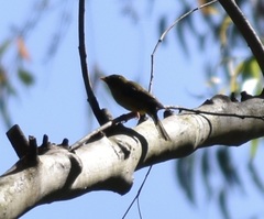 Manorina melanophrys