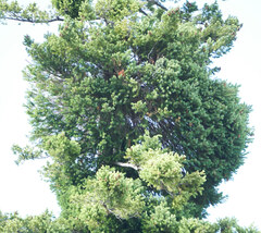 Arceuthobium douglasii