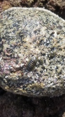 Chiton albolineatus