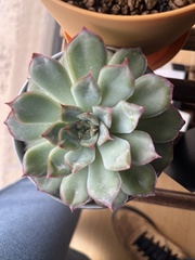 Echeveria pulidonis