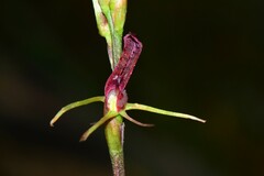 Cryptostylis leptochila