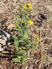 Heterotheca grandiflora