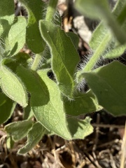 Heterotheca grandiflora
