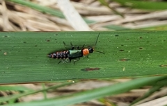 Carphurus cyanopterus